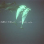 ［6］今年のイルカ！