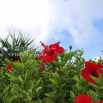 ［6］小笠原 ～植物編～