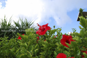 ［6］小笠原 ～植物編～