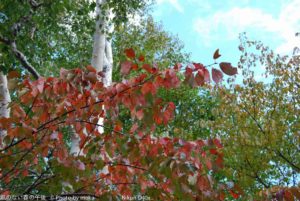 ［6］小樽 ～天狗山展望台～