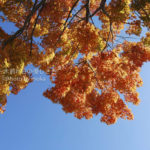 ［6］紅葉 ＆ マイナスイオン