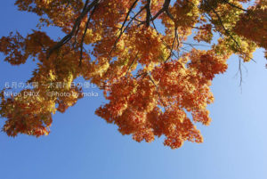 ［6］紅葉 ＆ マイナスイオン