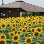 ［6］八ヶ岳～清里へ、ドライブ ひまわり畑