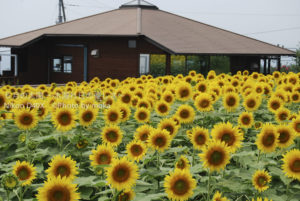 ［6］八ヶ岳～清里へ、ドライブ ひまわり畑