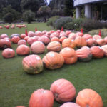 ［6］夢の島熱帯植物園