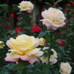 ［6］神代植物公園 ーバラ フェスター