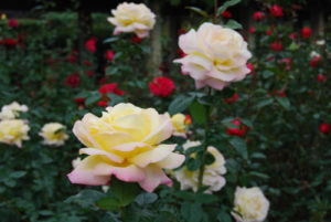 ［6］神代植物公園 ーバラ フェスター