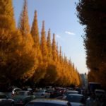 外苑前のイチョウ