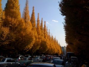 外苑前のイチョウ