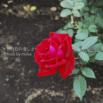 ［6］神代植物園へLet's GO