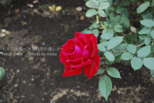 ［6］神代植物園へLet's GO