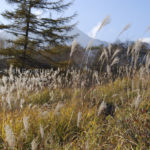 ［6］2010年の紅葉