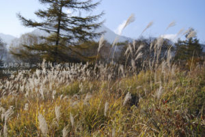 ［6］2010年の紅葉