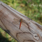 ［6］秋の虫！？