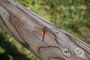 ［6］秋の虫！？