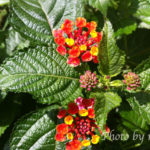 ［6］お隣の花壇