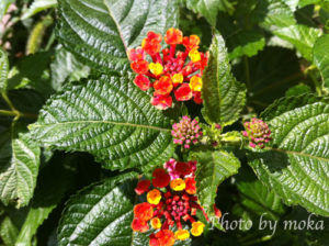 ［6］お隣の花壇