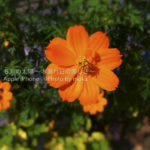 ［6］通勤路に咲く花