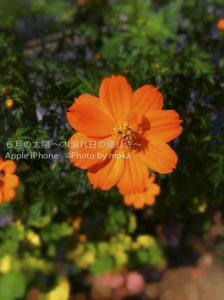 ［6］通勤路に咲く花