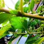 ［6］雨の中の植物