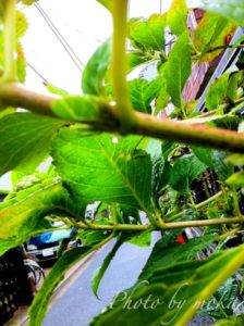 ［6］雨の中の植物