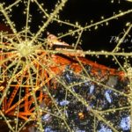 ［6］クリスマスイルミネーション