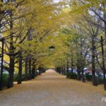 ［6］昭和記念公園のイチョウ並木