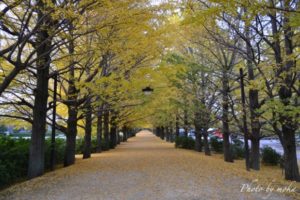 ［6］昭和記念公園のイチョウ並木