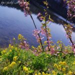 ［６］春の足音