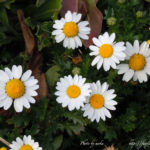 【春はお花の季節】白い小さな花がきれいに咲きほこる