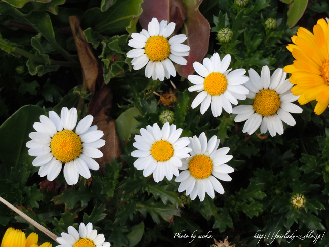 春はお花の季節 白い小さな花がきれいに咲きほこる