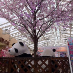 ［6］パンダのお花見