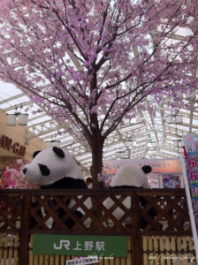 ［6］パンダのお花見