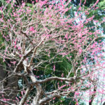 ［6］桜の前に梅の花