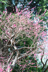 ［6］桜の前に梅の花