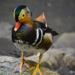 ［6］イロトリドリ