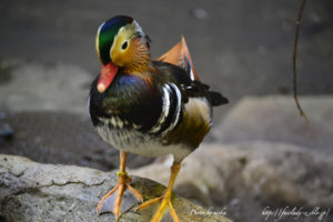 ［6］イロトリドリ