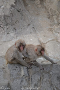 ［6］兄弟かな！？