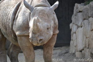 ［6］まるで恐竜！！