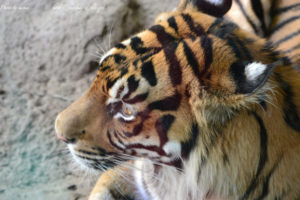 ［6］上野動物園