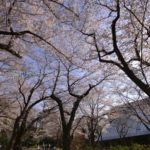 ［6］桜のトンネル