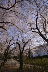 ［6］桜のトンネル