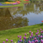 ［6］チューリップ畑に感動