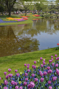 ［6］チューリップ畑に感動