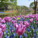 [6]チューリップ畑