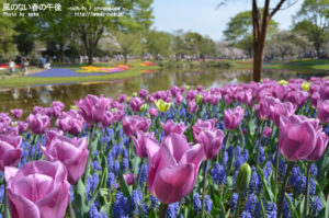 [6]チューリップ畑