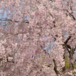 ［6］枝垂桜