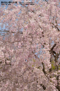［6］枝垂桜