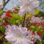 ［6］黒船ツツジ