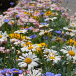 ［6］イロトリドリの花